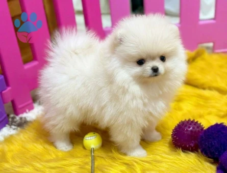 POMERANİAN BOO TEA CUP BABY FACE - 9688 - Görsel 4