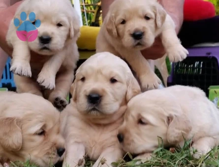 Baby face golden retriever yavrular - 9689