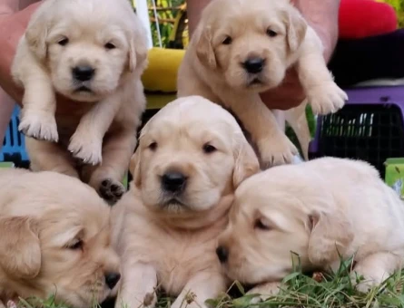 Baby face golden retriever yavrular - 9689