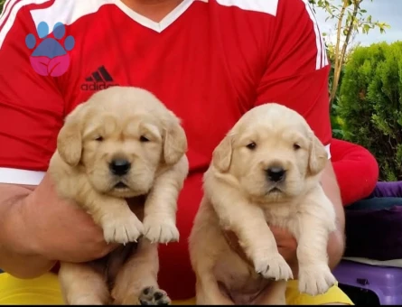 Baby face golden retriever yavrular - 9689 - Görsel 4