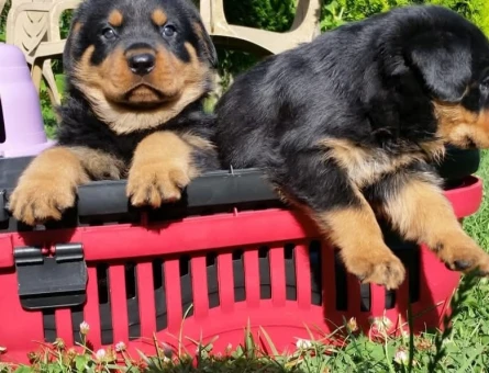 Rotweiler yavrular - 9690