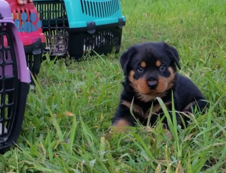 Rotweiler yavrular - 9690 - Görsel 3