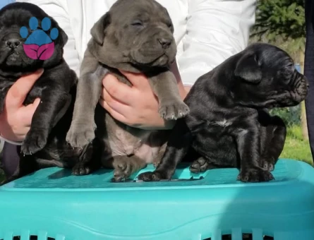 Cane corso yavrular - 9691 - Görsel 2