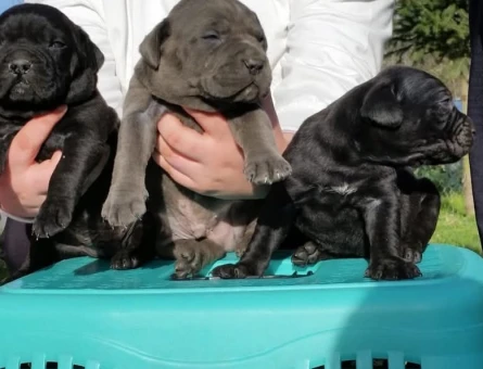 Cane corso yavrular - 9691