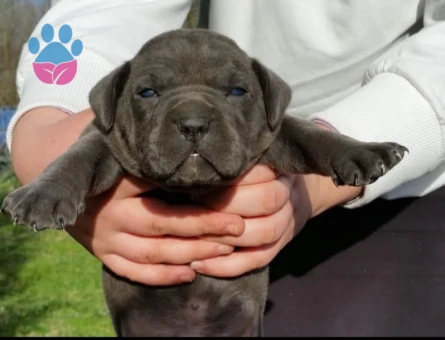 Cane corso yavrular - 9691 - Görsel 3