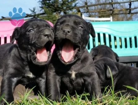 Cane corso yavrular - 9691 - Görsel 4