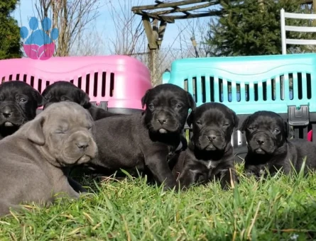 Cane corso yavrular - 9691 - Görsel 5