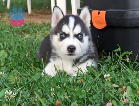 Husky yavrular - 9692 - Görsel 2