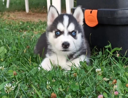 Husky yavrular - 9692