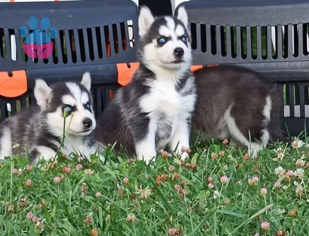 Husky yavrular - 9692 - Görsel 4