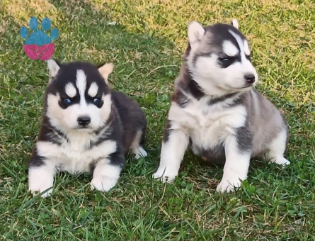 Husky yavrular - 9692 - Görsel 5