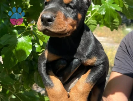 Doberman yavrular - 9693 - Görsel 4