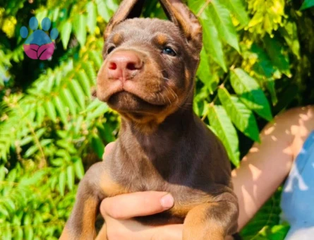 Doberman yavrular - 9693 - Görsel 2
