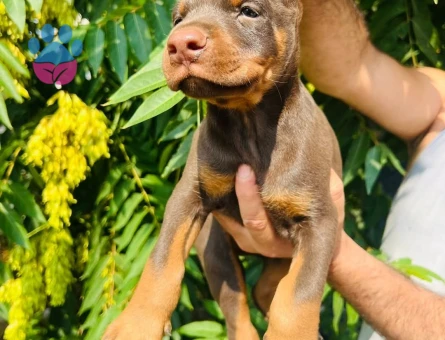 Doberman yavrular - 9693 - Görsel 3