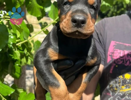 Doberman yavrular - 9693 - Görsel 5