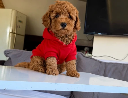 Toy poodle yavrular - 9694