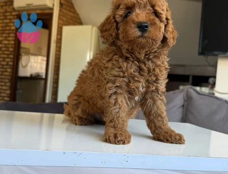 Toy poodle yavrular - 9694 - Görsel 4