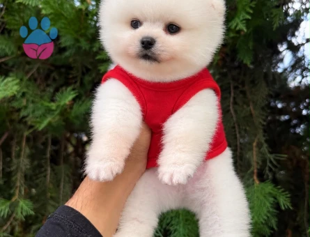 SAFKAN POMERANIAN  BOO YAVRULARIMIZ - 9697 - Görsel 3