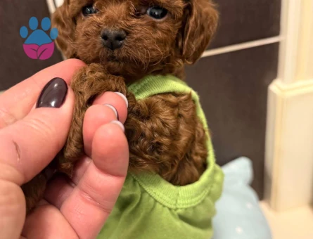 ORGINAL SAĞLIKLI POODLE YAVRULARI - 9699 - Görsel 4