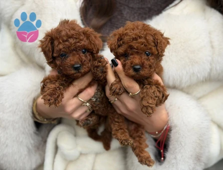 ORGINAL SAĞLIKLI POODLE YAVRULARI - 9699 - Görsel 5