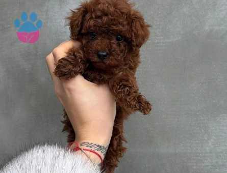 ORGINAL SAĞLIKLI POODLE YAVRULARI - 9699