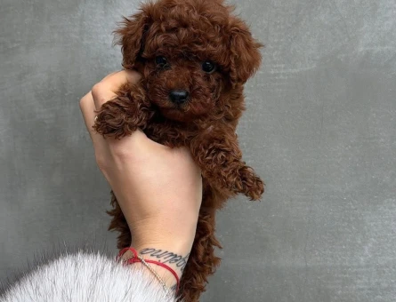 ORGINAL SAĞLIKLI POODLE YAVRULARI - 9699