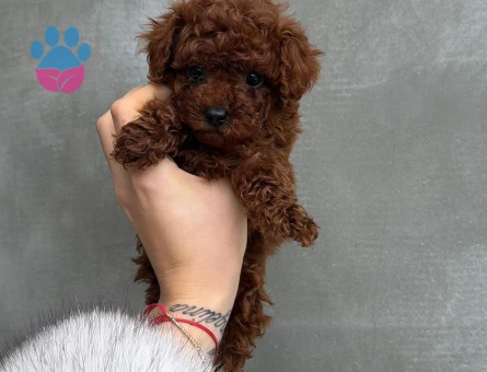 ORGINAL SAĞLIKLI POODLE YAVRULARI - 9699 - Görsel 3