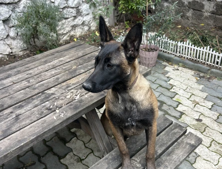 Belçika kurdu - 9700