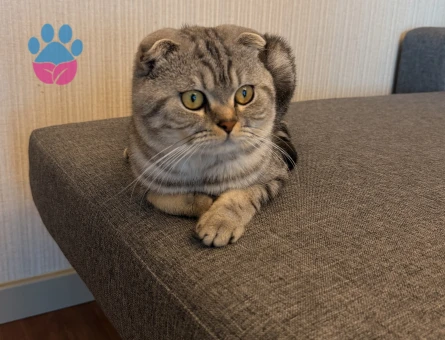 Scottish Fold Kedimi sahiblendirmek istiyorum - 9701 - Görsel 2