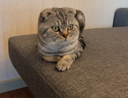 Scottish Fold Kedimi sahiblendirmek istiyorum - 9701
