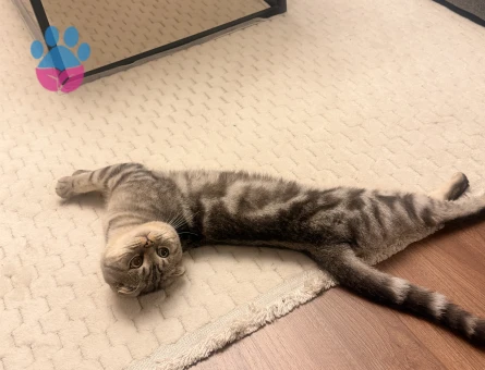 Scottish Fold Kedimi sahiblendirmek istiyorum - 9701 - Görsel 3