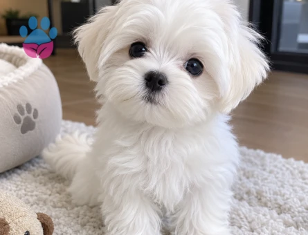 Türkiyenin en güzel core Teacup Maltese bebekleri - 9702 - Görsel 4