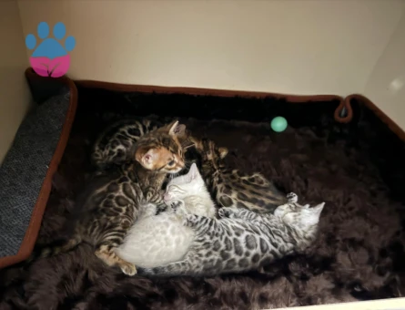 Full secereli bengal yavrular