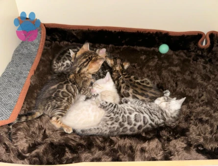 Full secereli bengal yavrular