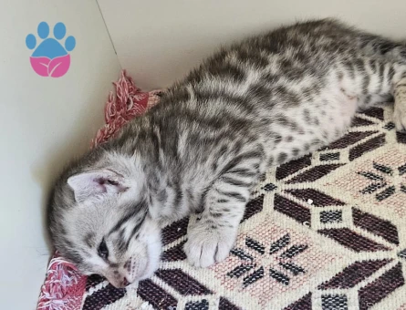 Full secereli bengal yavrular