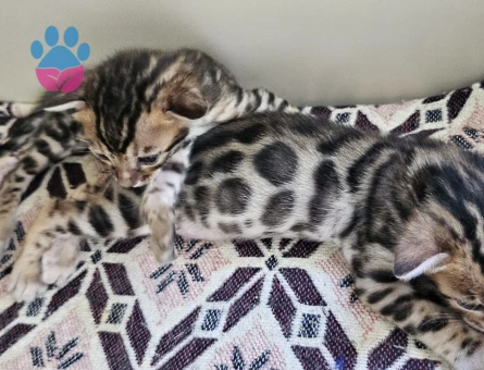 Full secereli bengal yavrular