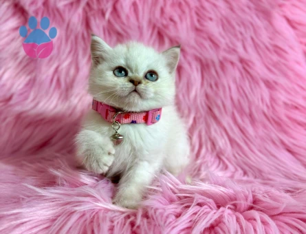 British Shorthair Bluepoint Dişi 2 Aylık