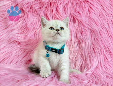 British Shorthair Bluepoint 2 Aylık Erkek Yavrumuz