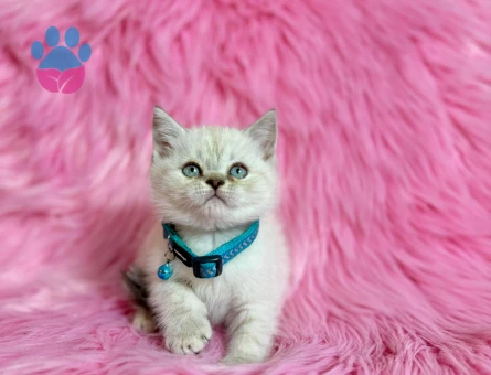 British Shorthair Bluepoint 2 Aylık Erkek Yavrumuz