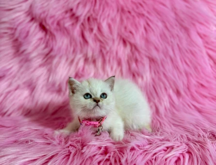 Mavi Gözlü British Shorthair 2 Aylık Dişi
