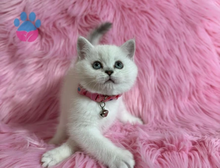 British Shorthair 2 Aylık Bluepoint Dişi Yavrumuz