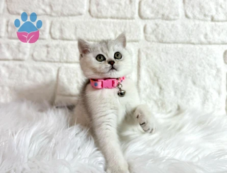 British Shorthair Silver Dişi 2 Aylık