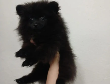 Pomeranian Boo Çiço 3 Aylık