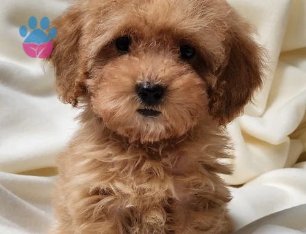 Kilo garantili teacup dişi poodle