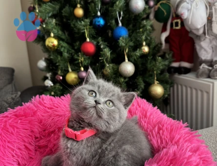 Safkan British Shorthair Yavru