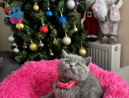 Safkan British Shorthair Yavru