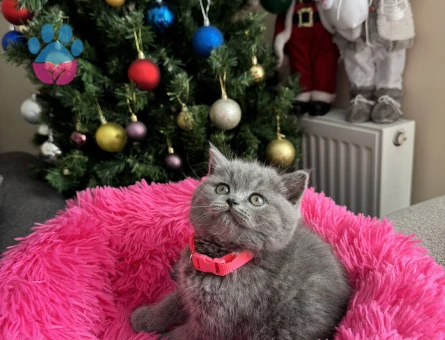 Safkan British Shorthair Yavru