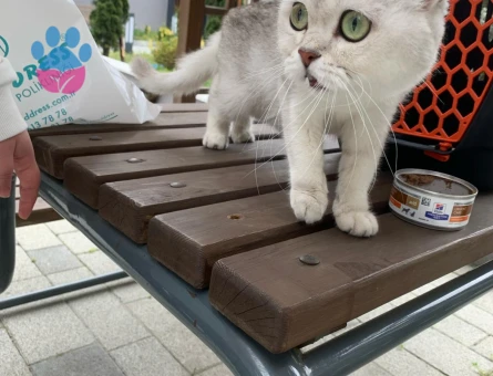 Scottish Straight 2 Yaşında Yuva Arıyor