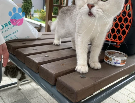 Scottish Straight 2 Yaşında Yuva Arıyor