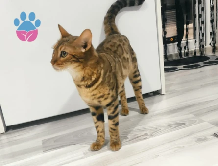 Safkan Dişi Bengal Kedim Yuva Arıyor
